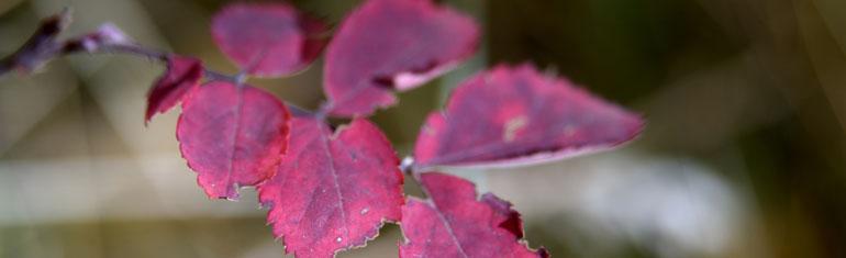 Strong City landscape